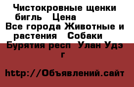 Чистокровные щенки бигль › Цена ­ 15 000 - Все города Животные и растения » Собаки   . Бурятия респ.,Улан-Удэ г.